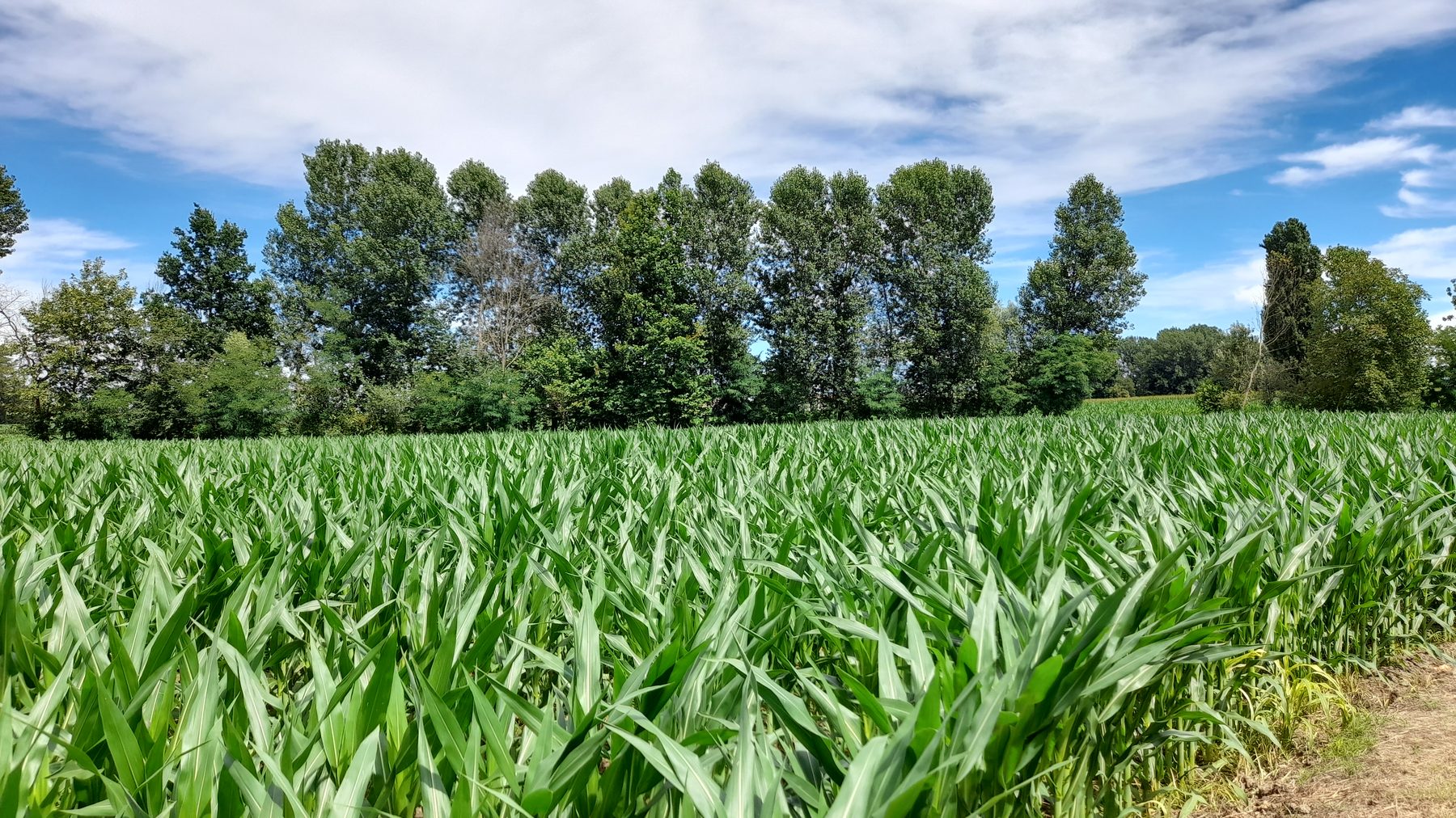 Campo di mais in Lombardia