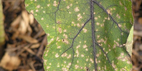 Foglia con macchie fogliari da cercospora