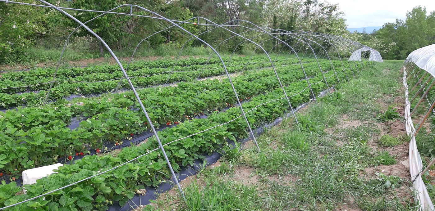 Impianto di irrigazione a goccia in campo