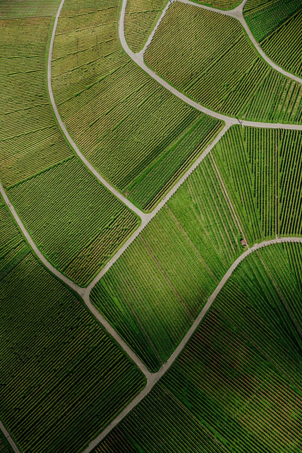 Veduta aerea di campi agricoli a mosaico