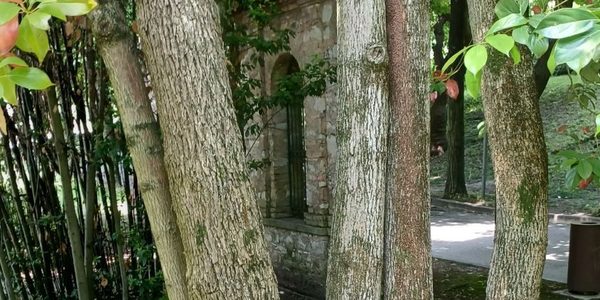Tronchi di alberi in contesto boscato