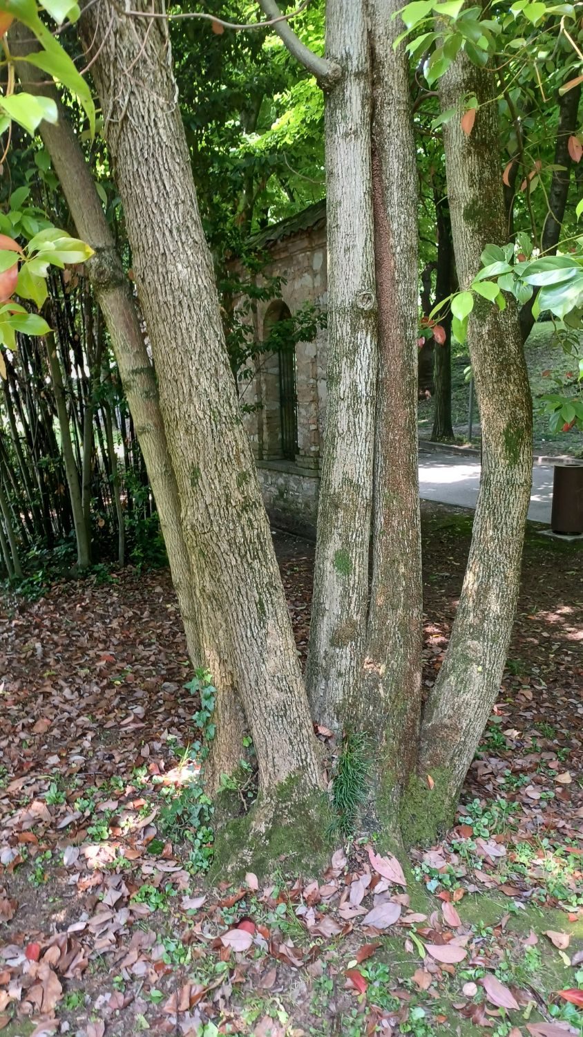 Bosco e alberi del territorio