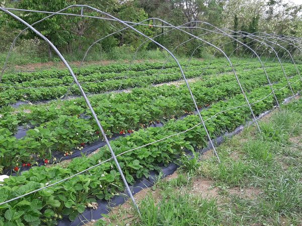 Coltura protetta sotto tunnel con irrigazione a goccia