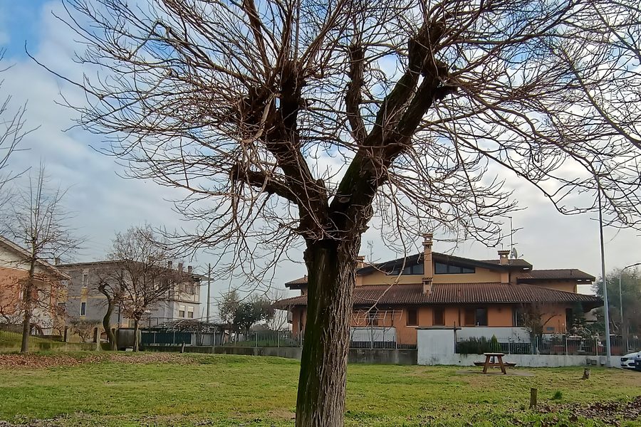 Albero capitozzato in un'area verde comunale