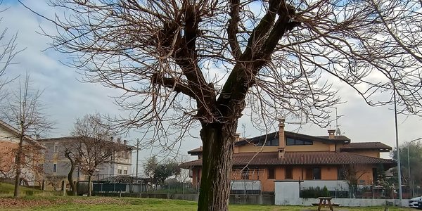 Albero capitozzato in un'area verde comunale