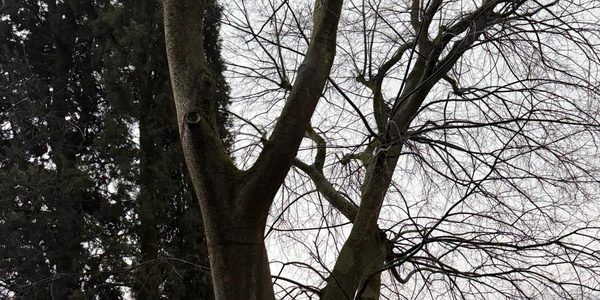 Grandi alberi accanto alla chiesa di Paitone