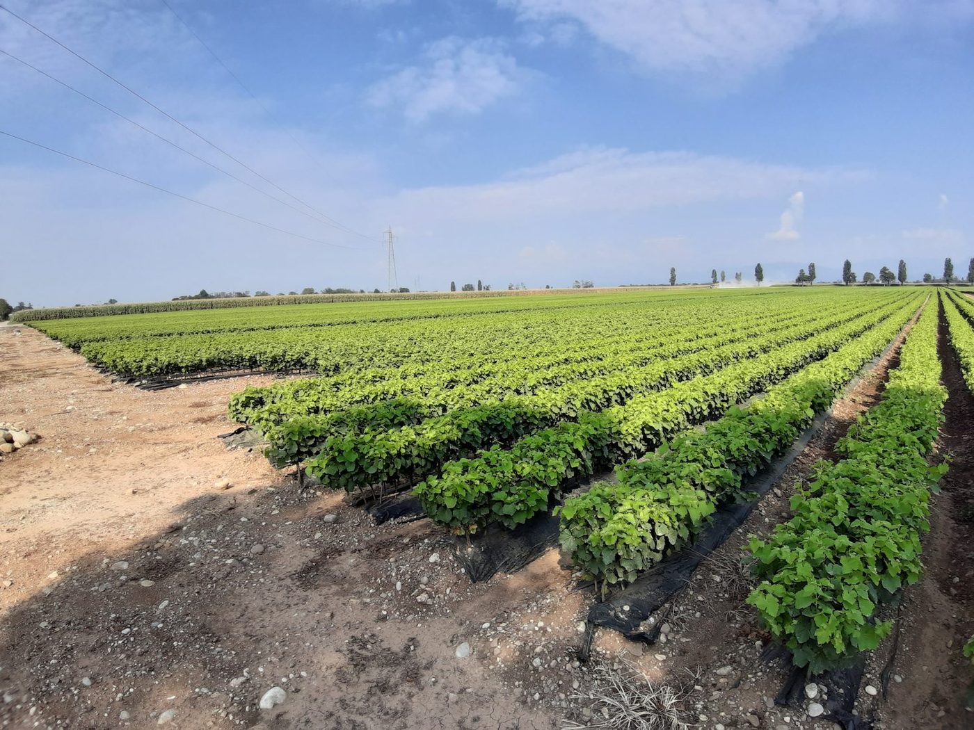 Coltivazioni in pieno campo in Lombardia